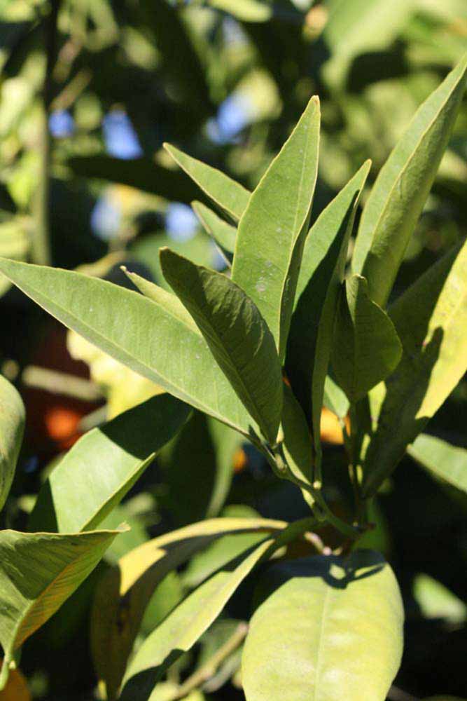            Sun leaves (Riverside, CA)   